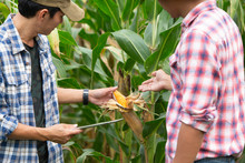 Corn Farmers And Their Customers Are Reviewing The Yield.