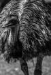 Emu Black and White