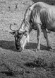 Wildebeest Black and White