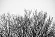 Winter Tree Black and White