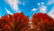 Fall Trees Blue Sky