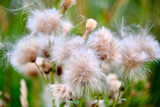 Fototapeta Dmuchawce - Field fluffy flowers in the autumn afternoon