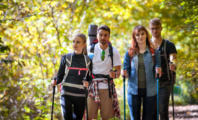 Wall Mural - group of hikers trekking in nature, walking through the woods
