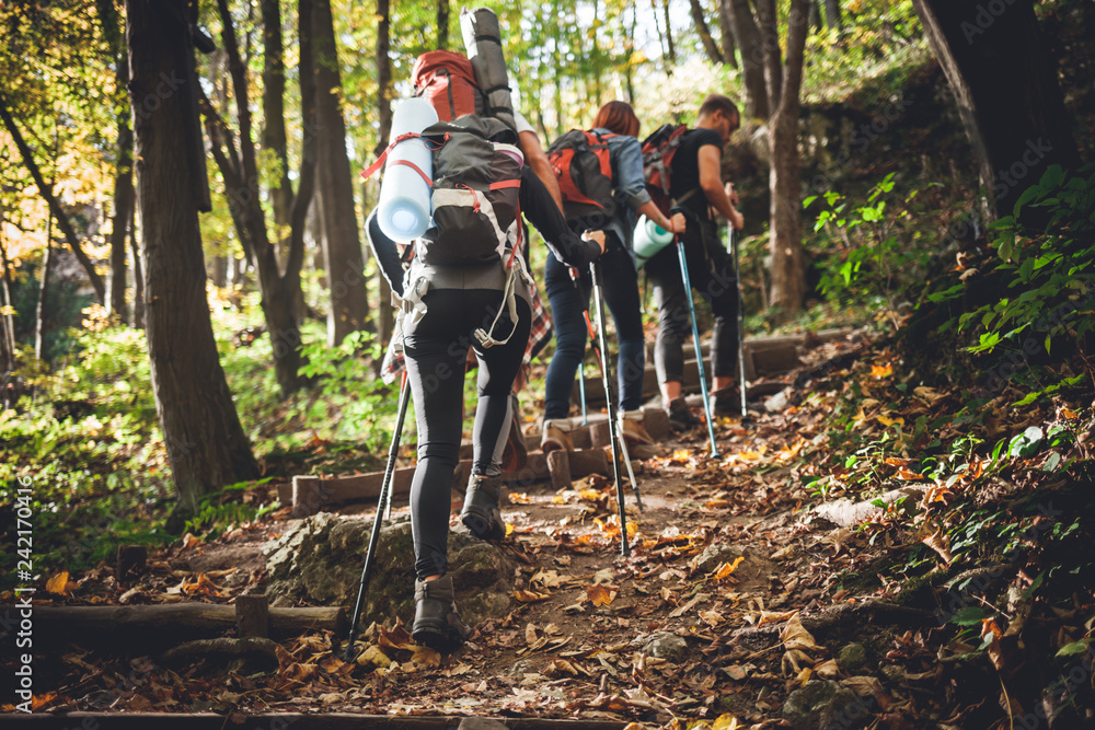 Group of friends with backpacks trekking together and climbing in forest - obrazy, fototapety, plakaty 