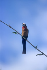 Wall Mural - Whitefronted Bee-eater (Merops bullockoides), Selous Game Reserve, Morogoro, Tanzania, Africa