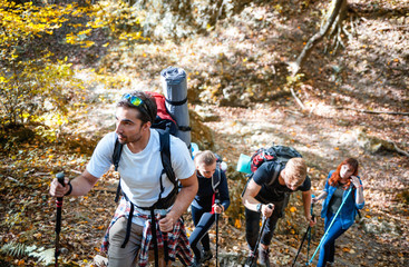 Wall Mural - friends trekking together in a forest