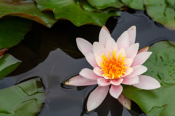 Wall Mural - beautiful lotus flower