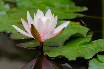 Sticker - beautiful lotus flower