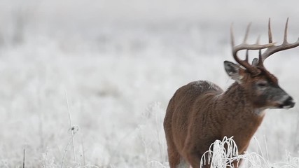 Poster - white-tailed deer buck in a frosty meadow just before sunrise in smoky mountains national park.