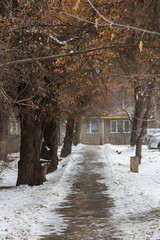 pedestrian alley among winter trees