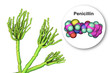 Fungi Penicillium producing penicillin antibiotic, 3D illustration