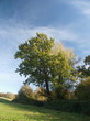 © Callum - Autumn blue sky line trees green nature outside landscape