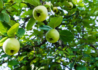 green apples on a tree