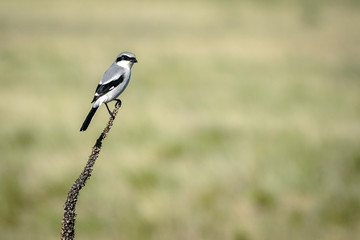 Wall Mural - Loggerhead Shrike