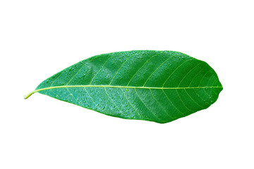 Wall Mural - Longan leaf with water drops isolated on white background.