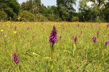A Flowering Purple Wild Orchid In A Grassland In Springtime