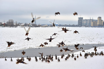 Sticker - Ducks on snow.