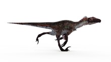 Illustration Of A Utahraptor