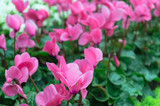 Fototapeta  - Close up of pink cyclamen flowers blossom in garden.