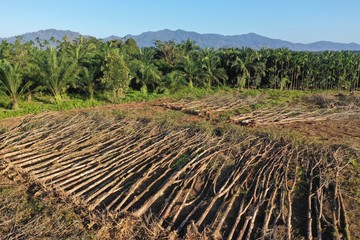 Wall Mural - Deforestation and palm oil plantations in Thailand 