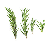 Top View Of Rosemary Isolated On White Background