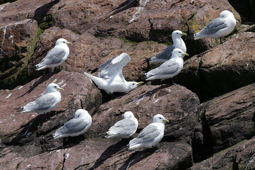 Atlantic Seagulls