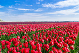 Fototapeta Tulipany - The tulip fields on a beautiful sunny Spring afternoon. Holland/ Netherlands