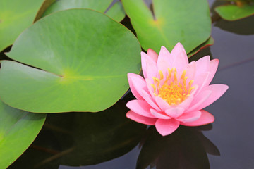 Canvas Print - Beautiful pink Lotus flower in pond, Close-up Water lily and leaf in nature.