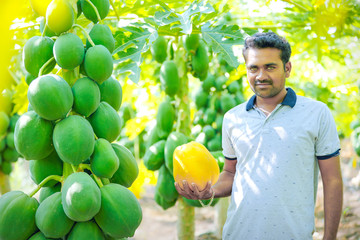 young indian farmer at papaya field