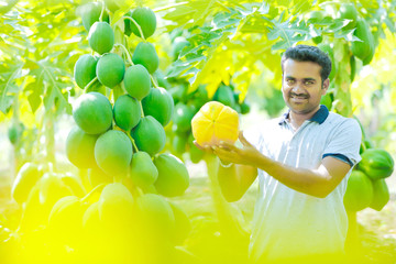 young indian farmer at papaya field