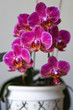 pink orchid in pot closeup