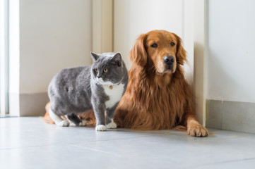 Golden Retriever dogs and British short-haired cats