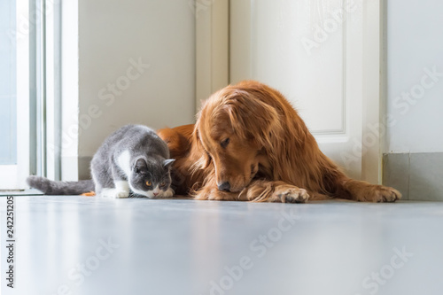 Golden Retriever Dogs And British Short Haired Cats Buy This