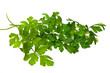 © Oleg - parsley isolated on white background