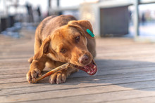 Brown Stray Dog Eating Bone In A Sidewalk.