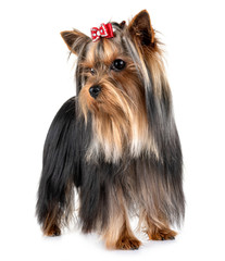 Canvas Print - yorkshire terrier in studio