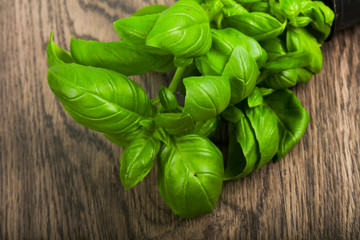 Basil