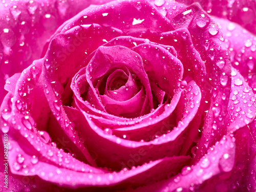 flower rose petal blossom red nature beautiful background