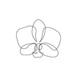Orchid flowers line art