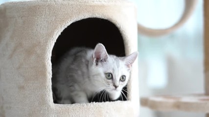 Poster - Cute American short hair kitten playing on cat tower 