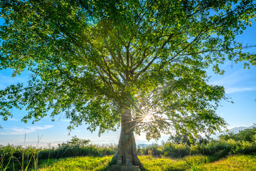 Wall Mural - The old Bodhi tree is in the time of changing leaves in winter when the sun shines through the tree to welcome the new day in the highlands of Vietnam.