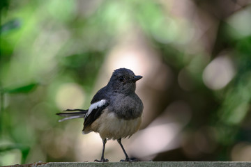 Wall Mural - Oriental magpie-robin, they are common birds in urban gardens as well as forests.