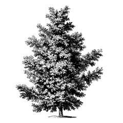 Vintage Engraved Oak Tree Illustrations