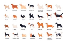 Collection Of Adorable Dogs Of Various Breeds Isolated On White Background. Bundle Of Cute Funny Purebred Pets Or Domestic Animals. Side View. Colorful Vector Illustration In Flat Cartoon Style.