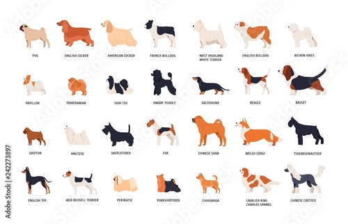 Cuadros en Lienzo Collection of adorable dogs of various breeds isolated on white background