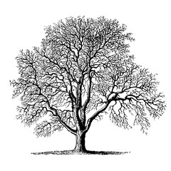 Tree Walnut Engraving Vintage Vector Illustration