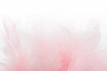 A bunch of soft light pink feathers on white blurred background. Soft focus. Texture.