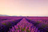 Fototapeta Lawenda - French lavender field at sunrise Valensole