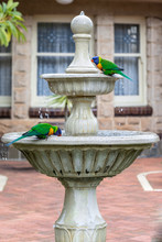 Rosellas Drinking In A Fountain