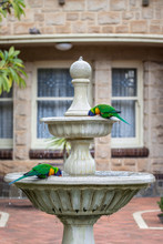Rosellas Drinking In A Fountain